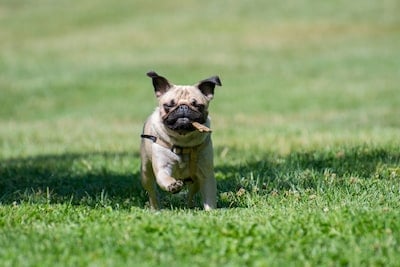 Un chien carlin qui court dans l'herbe avec un bâton dans la gueule.