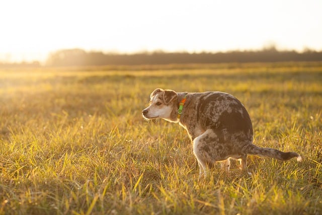 Un chien debout dans un champ au coucher du soleil.
