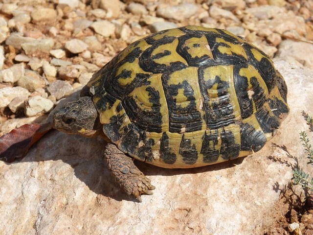 Une tortue est assise sur un rocher dans le désert.